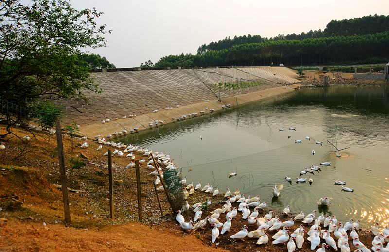 百乐森林舞会(中国游)官方网站