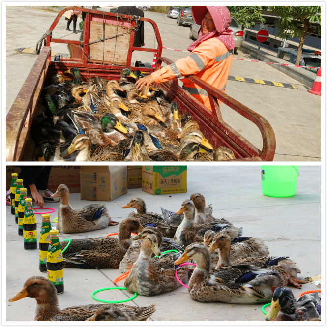 百乐森林舞会(中国游)官方网站